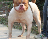 美国斗牛犬,忠诚守护的暖男犬种揭秘