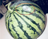 什么地方可以吃网红的瓜,这些地方让你一网打尽热门八卦
